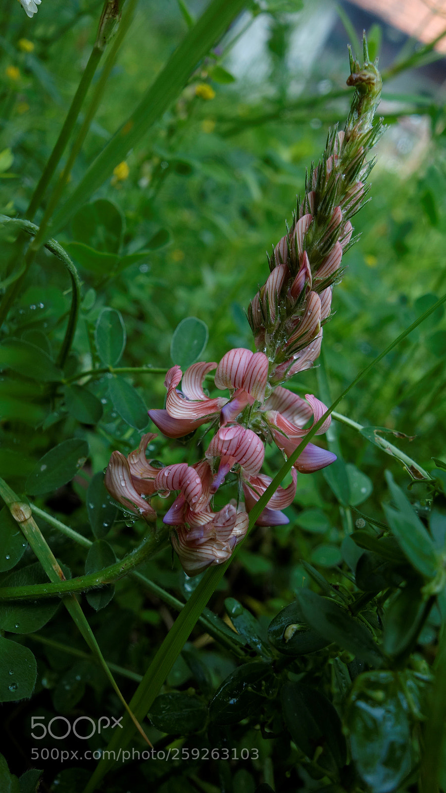 Sony Cyber-shot DSC-RX100 sample photo. After the rain photography
