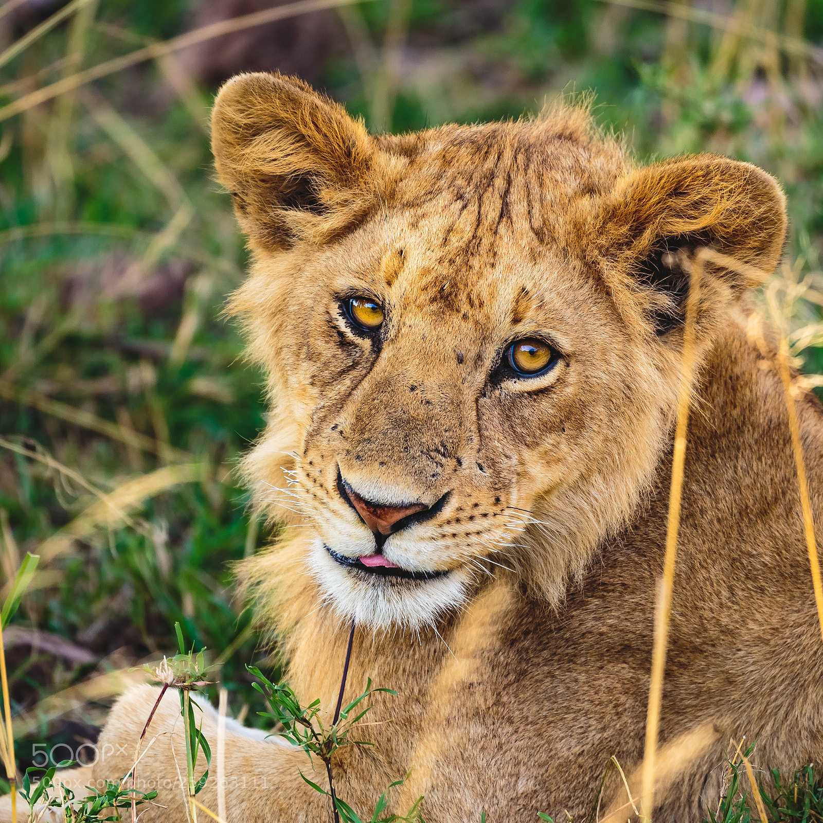Canon EOS 6D sample photo. Little lion in tanzania photography