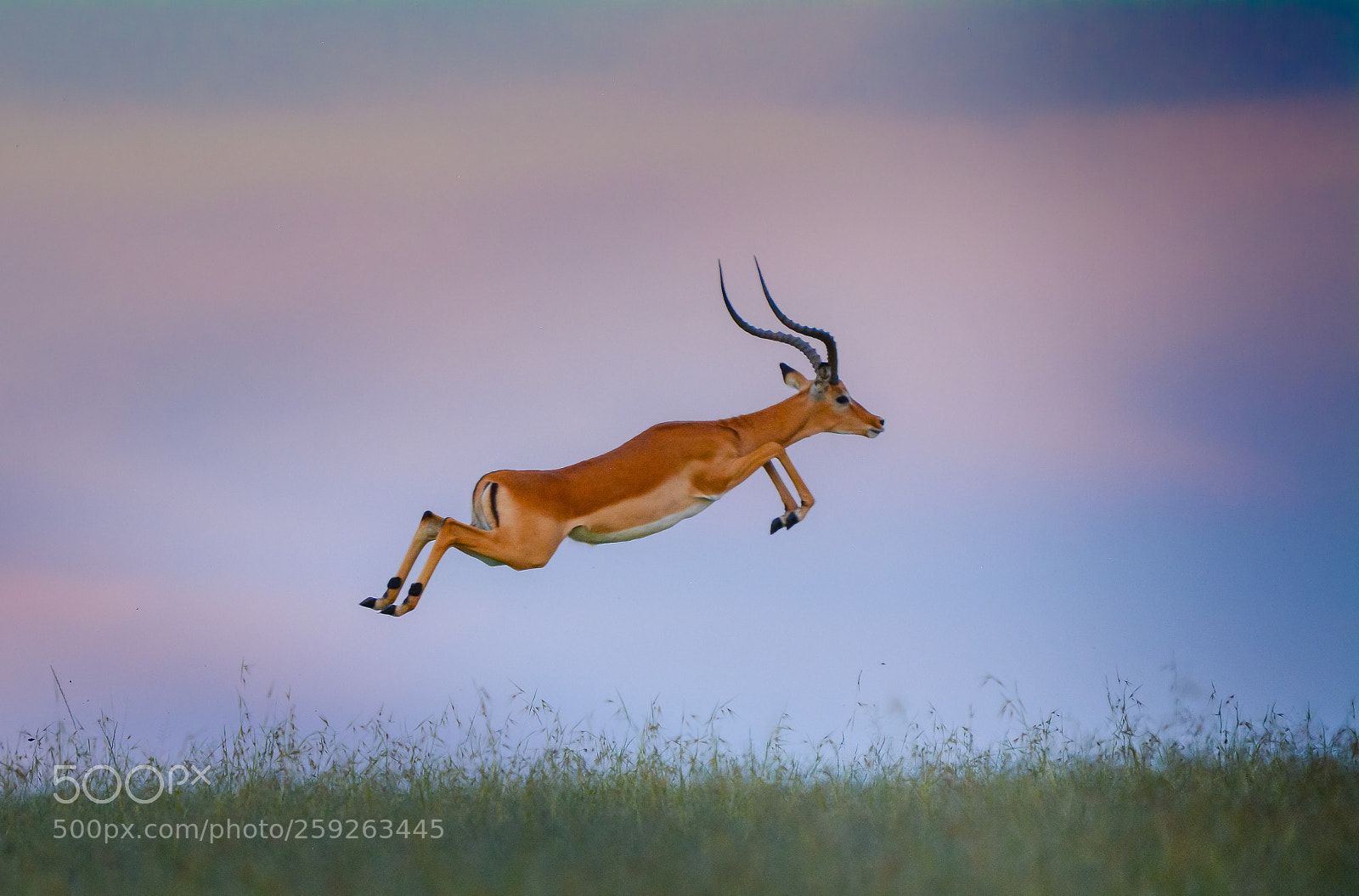 Nikon D7100 sample photo. Jumping impala in massai photography