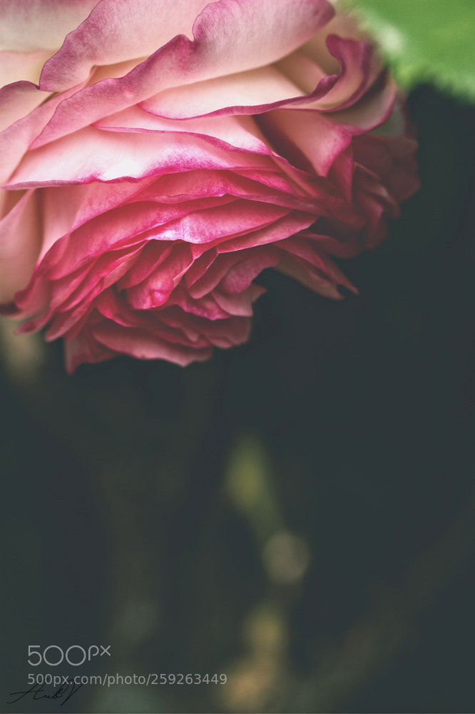 Canon EOS 7D sample photo. Rosa 'pierre de ronsard' photography