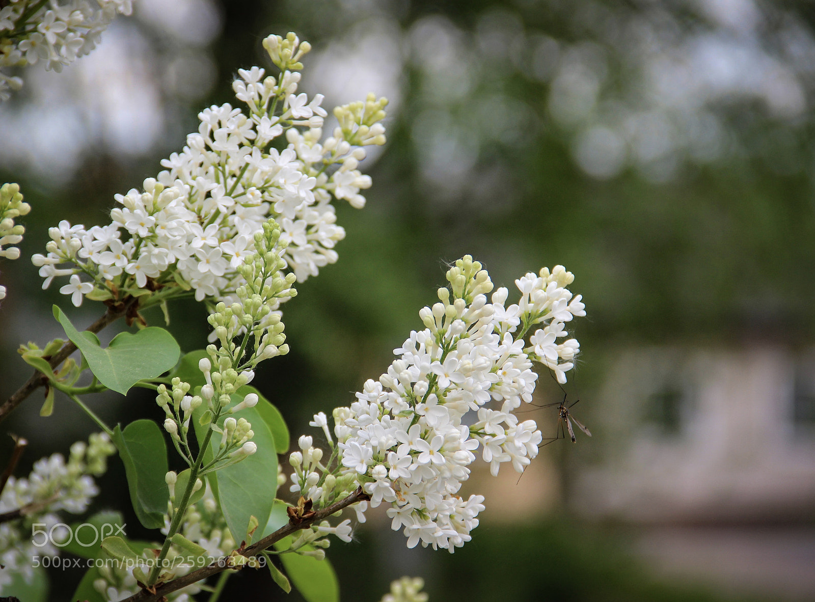 Canon EOS 600D (Rebel EOS T3i / EOS Kiss X5) sample photo. Branch of lilac with photography