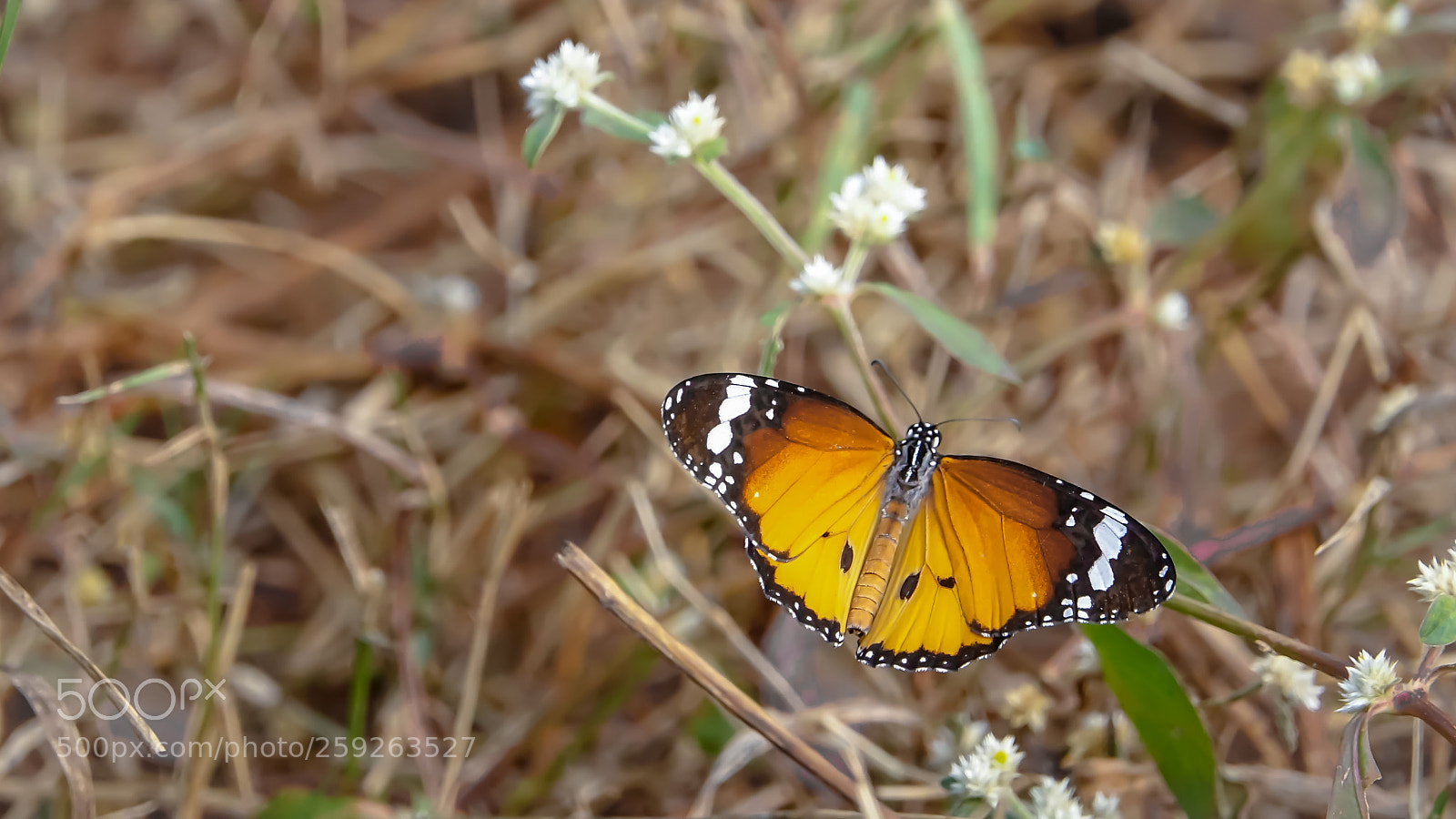 Sony Cyber-shot DSC-RX10 III sample photo. Danaus chrysippus a.k.a plain photography