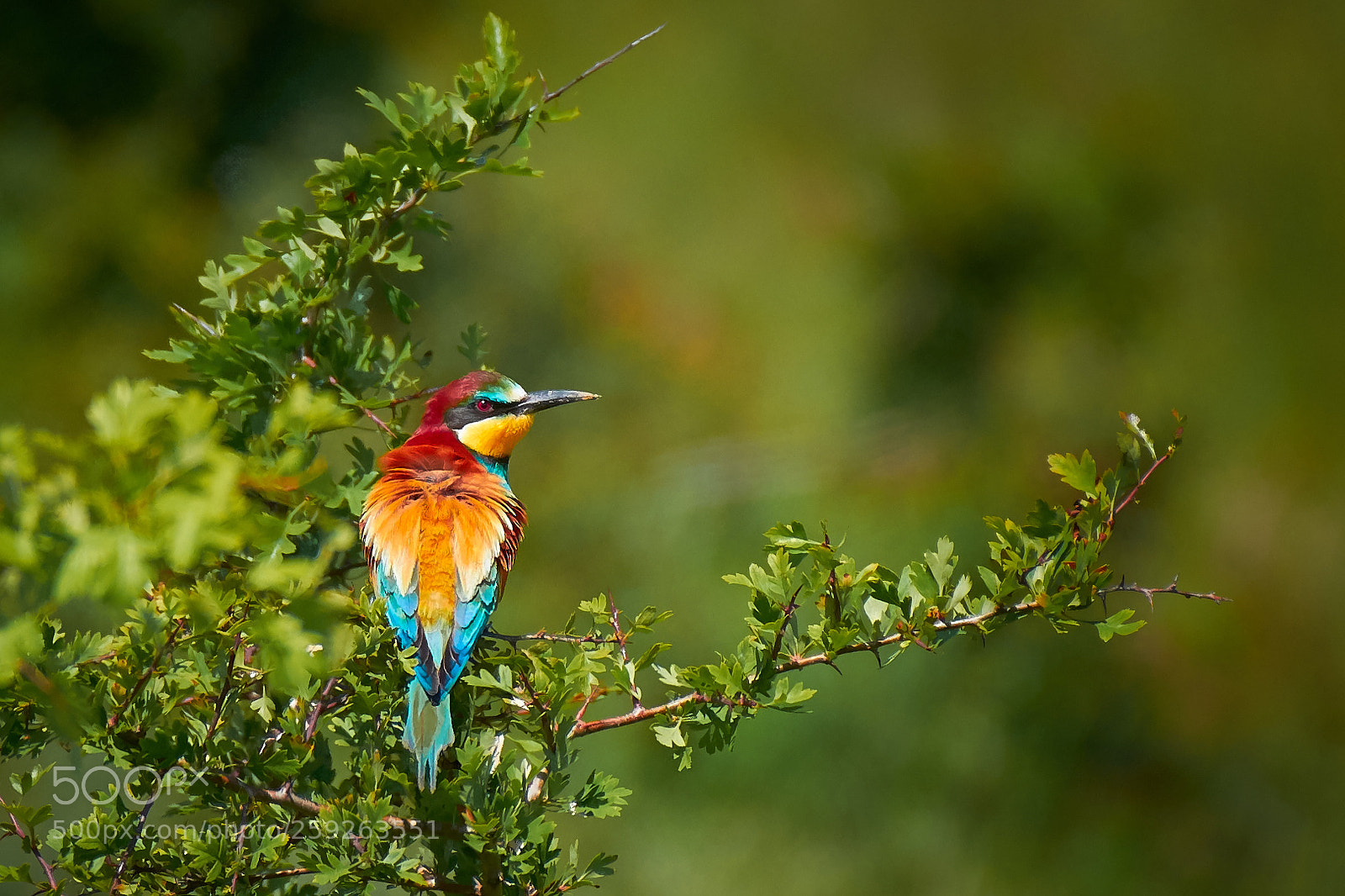 Nikon D7200 sample photo. European bee-eater photography
