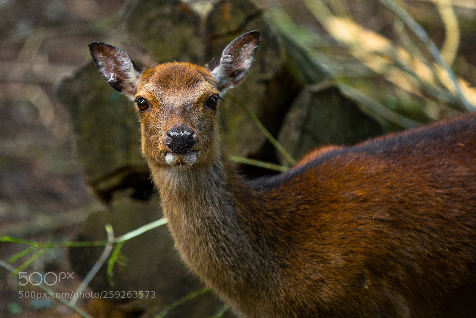 Canon EOS 6D sample photo. Deer in animal park photography