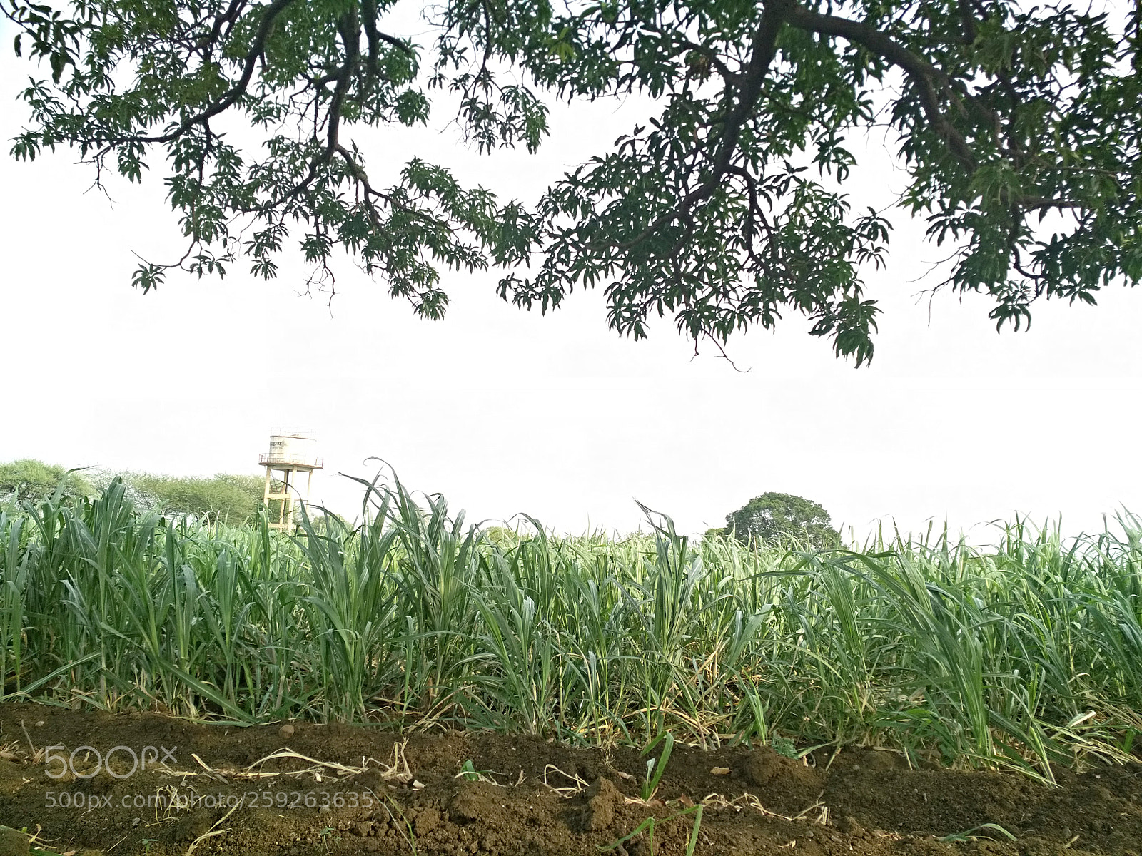 Xiaomi Redmi 4 Pro sample photo. Untitled photography