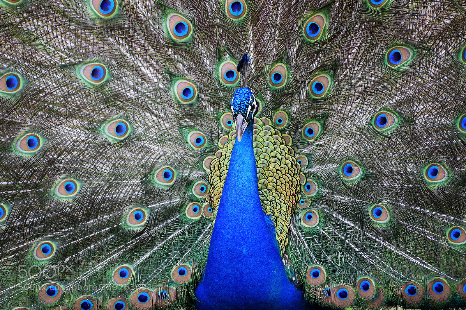 Nikon D5300 sample photo. Peacock photography