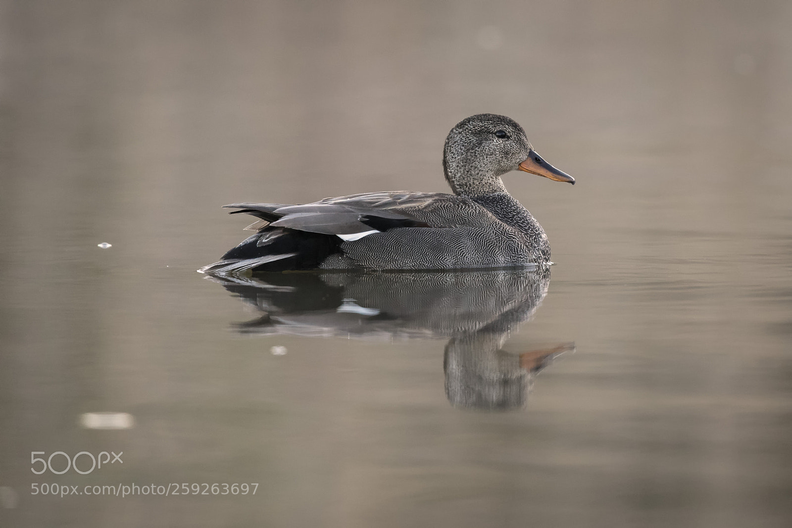 Canon EOS-1D X sample photo. Male gadwall on a photography