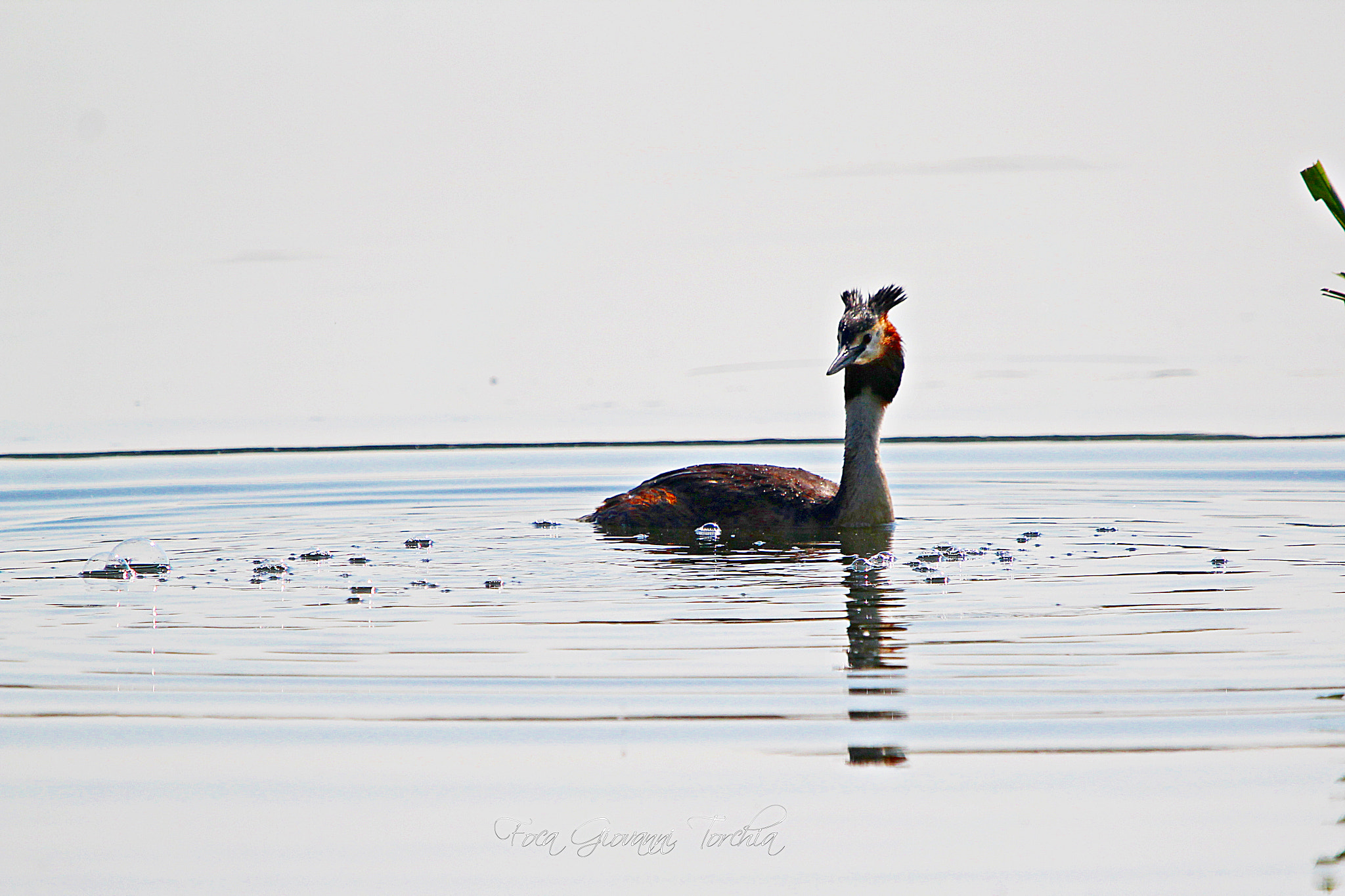 Sigma 150-600mm F5-6.3 DG OS HSM | C sample photo. Podiceps cristatus - svasso maggiore photography