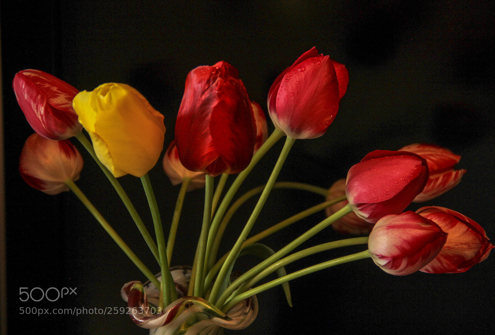 Canon EOS 600D (Rebel EOS T3i / EOS Kiss X5) sample photo. Bouquet of tulips  photography