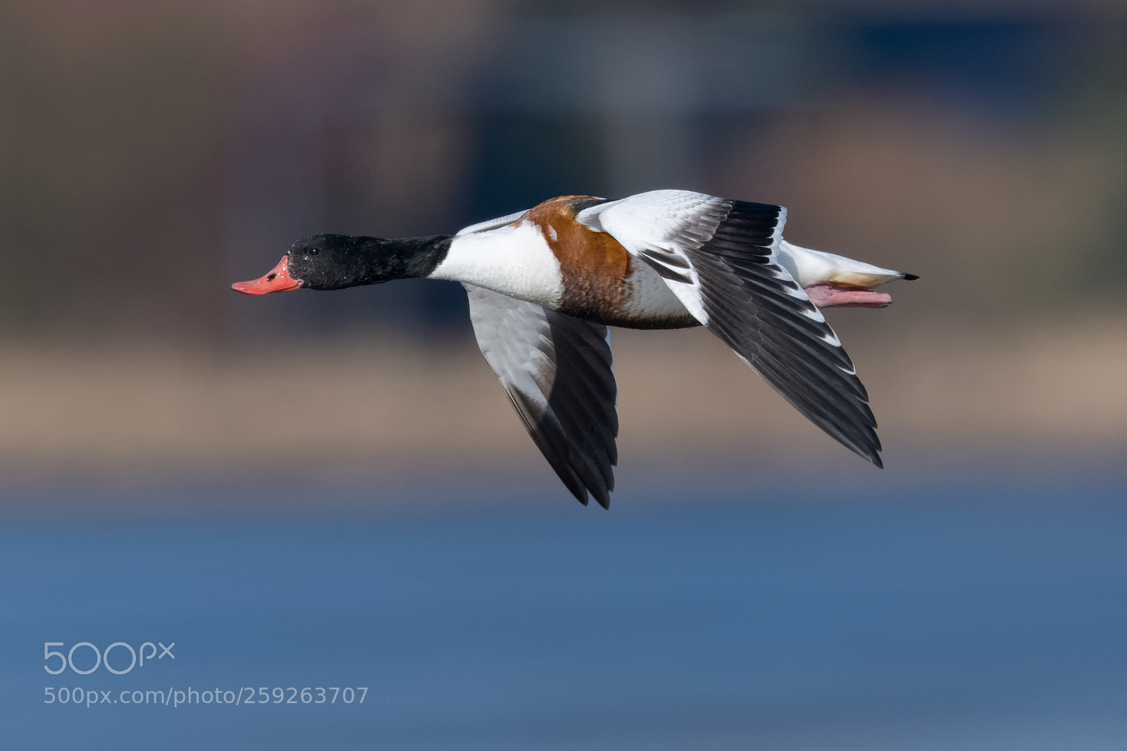 Nikon D500 sample photo. Shelduck photography