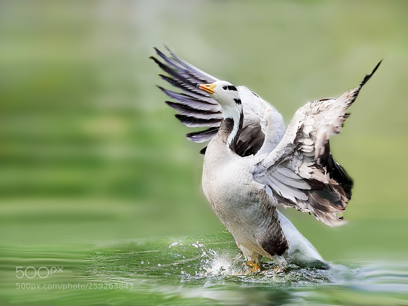 Canon EOS-1D X Mark II sample photo. Untitled photography