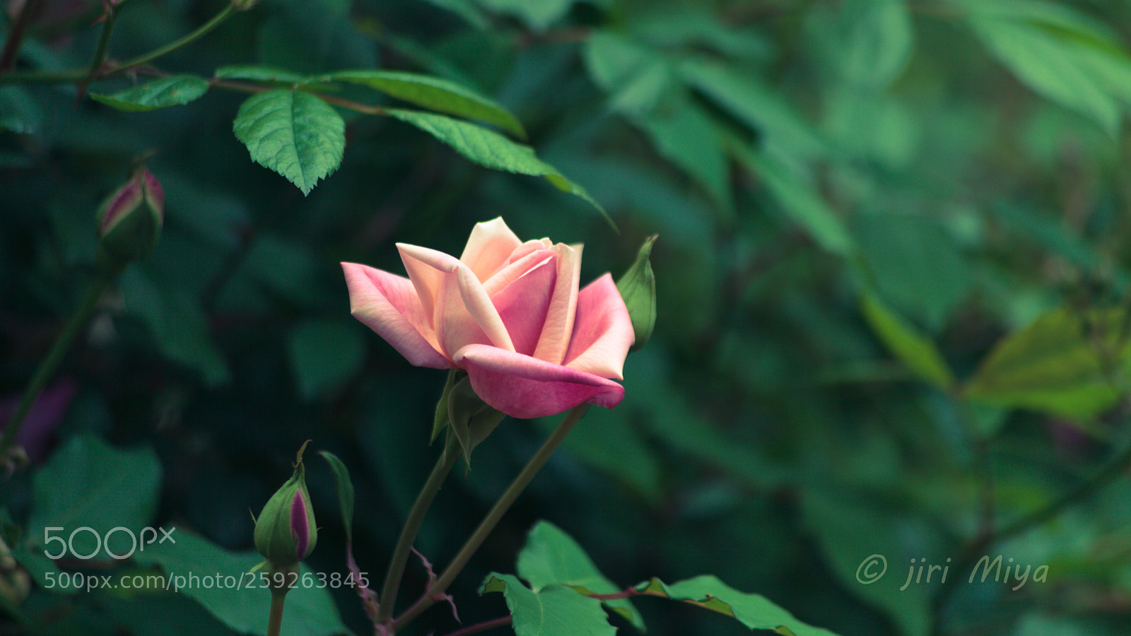 Canon EOS 5D Mark II sample photo. Letter from amsterdam photography