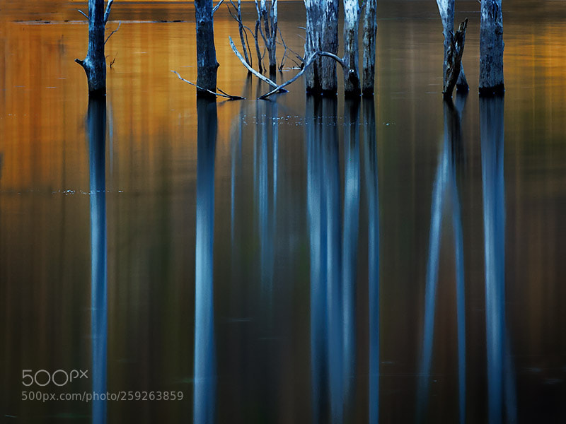Canon EOS 5D Mark IV sample photo. Ghostly gums reflections photography