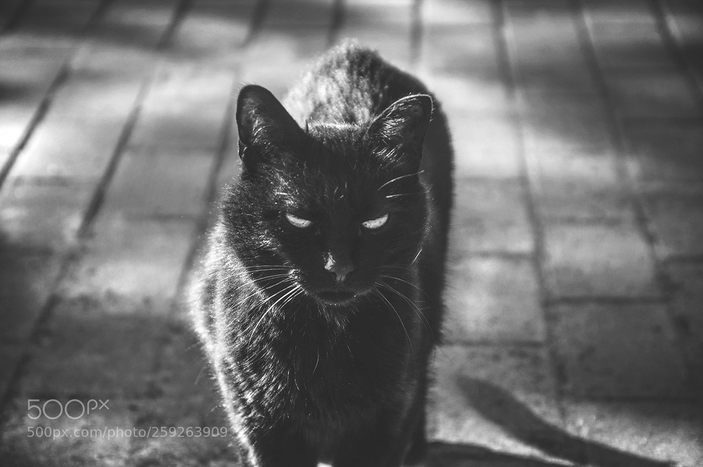 Nikon D90 sample photo. Babadook photography