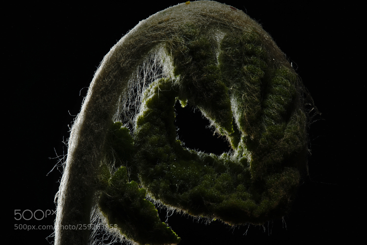 Sony a7R II sample photo. Creature from the dark photography