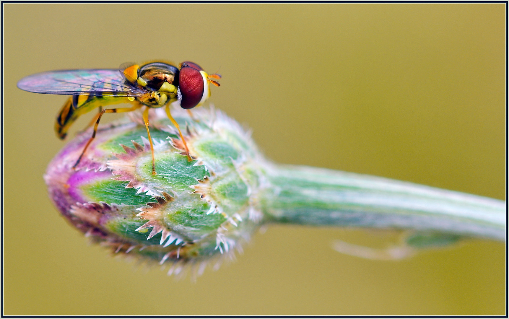 Sigma 105mm F2.8 EX DG OS HSM sample photo. Eye spy fly photography