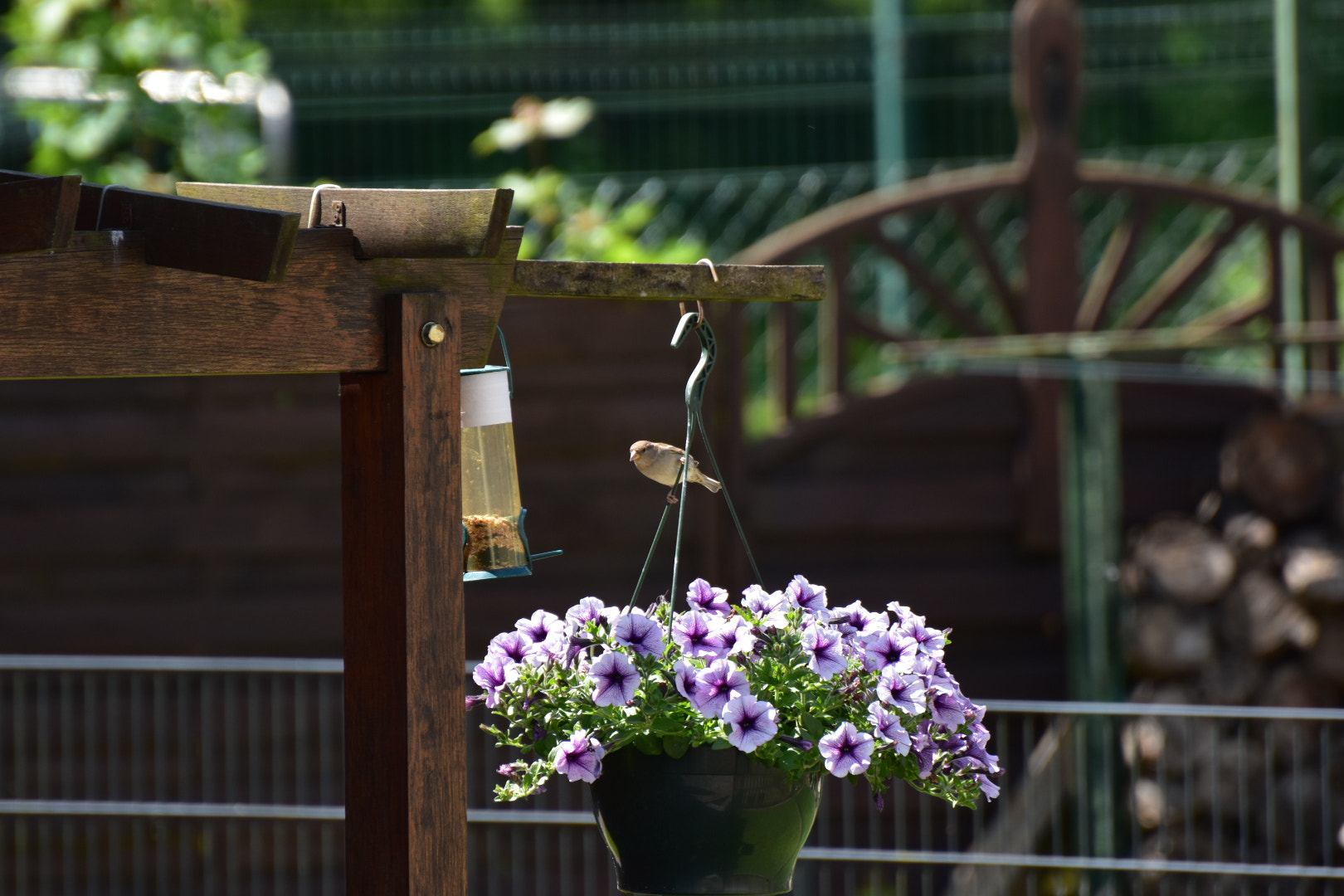 Nikon D5600 sample photo