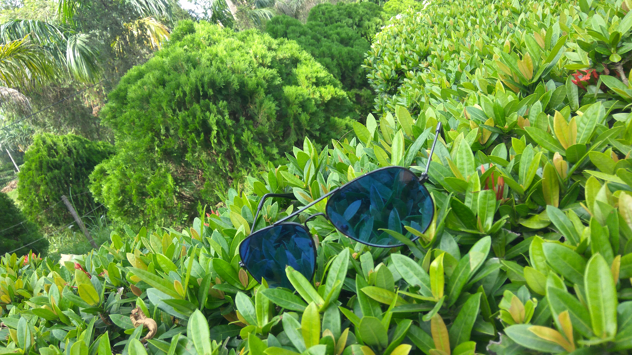 Xiaomi Redmi Note3 sample photo