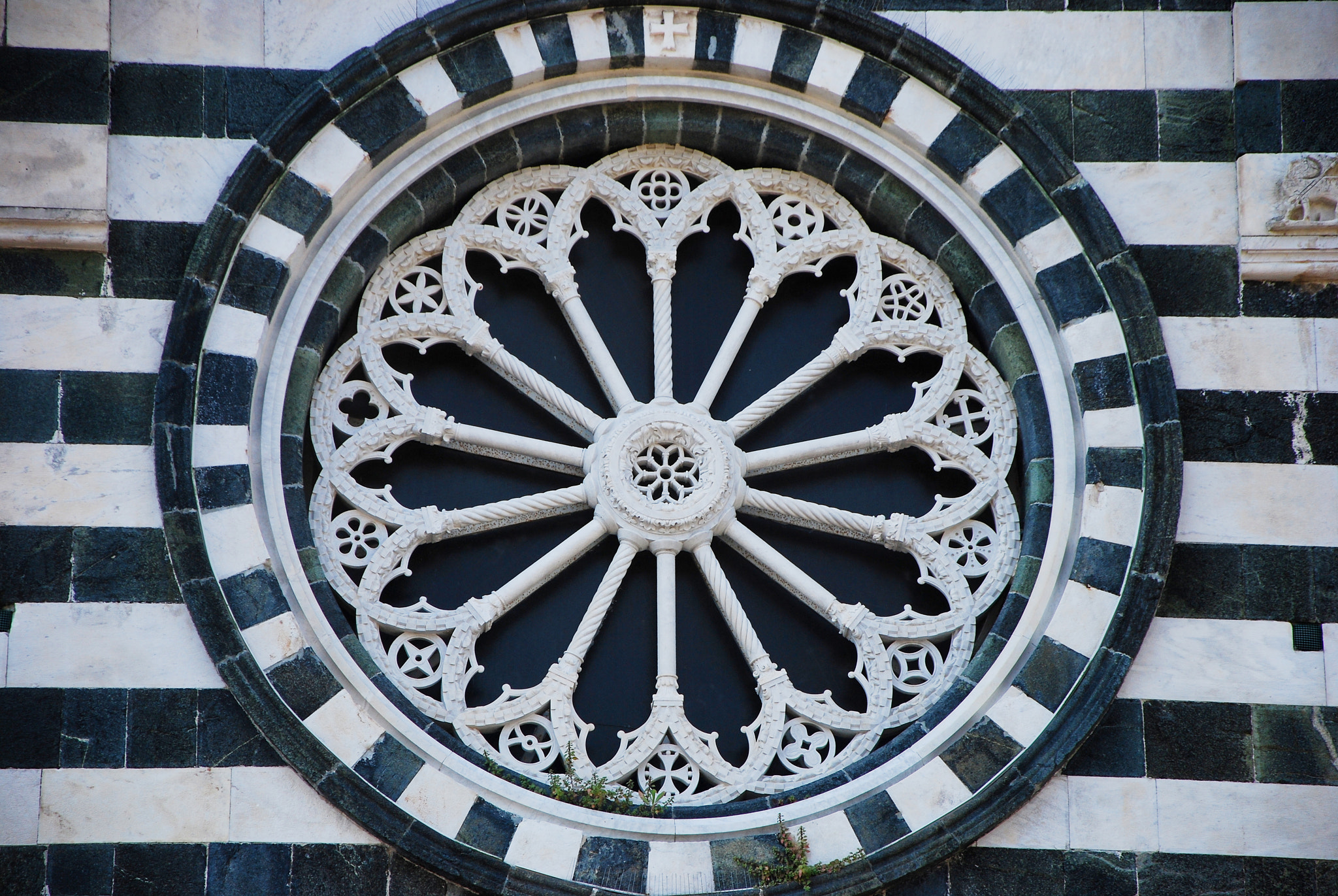 Nikon D60 sample photo. Black and white rose window photography