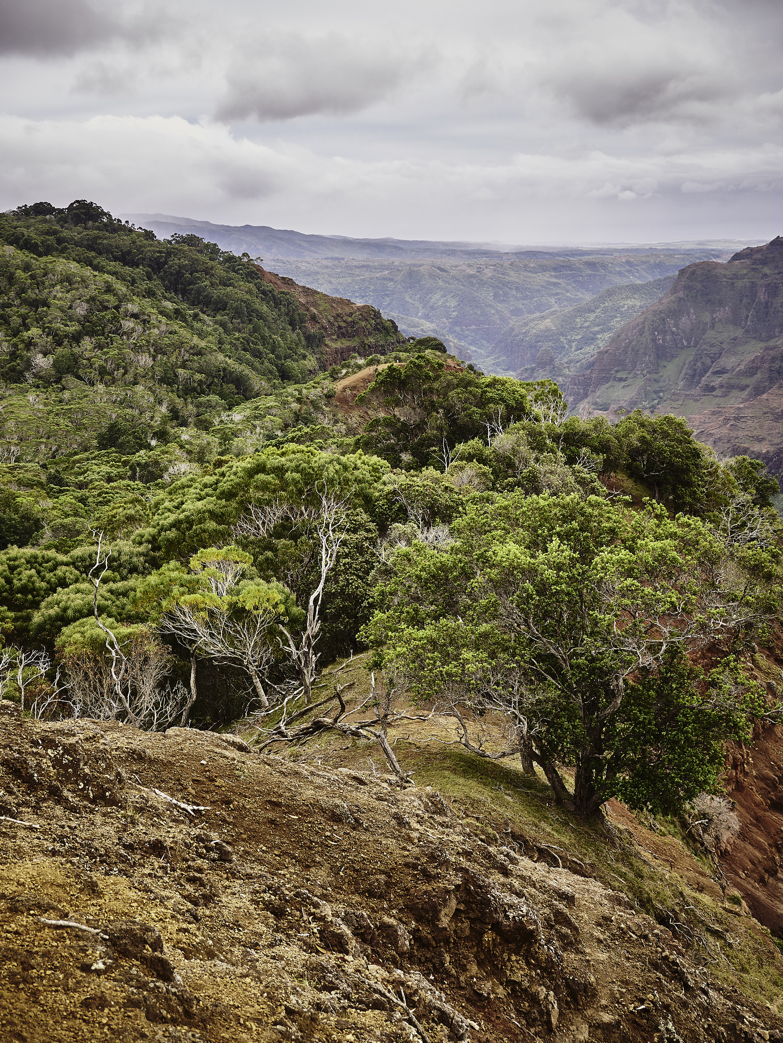 Panasonic Lumix DMC-G85 (Lumix DMC-G80) sample photo. Hawaiian highlands 4 photography