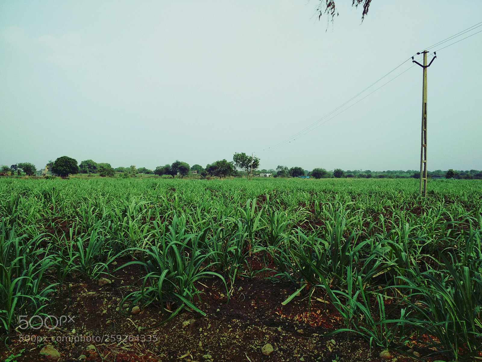 Xiaomi Redmi 4 Pro sample photo. Untitled photography