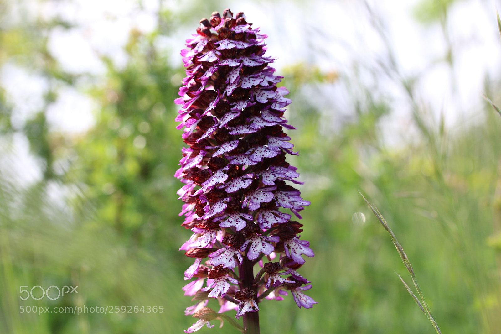 Canon EOS 70D sample photo. Untitled photography