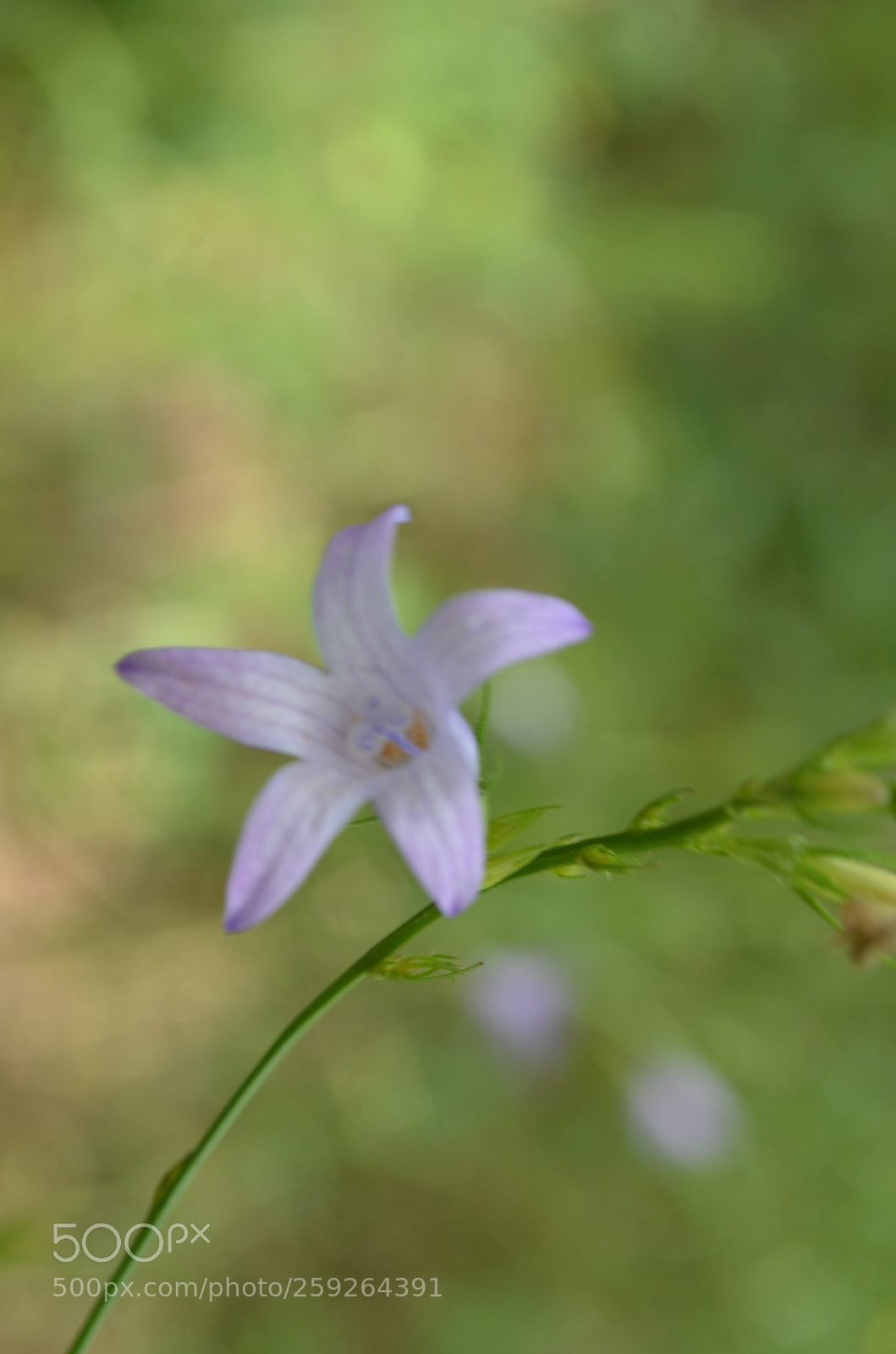 Nikon D5100 sample photo. Wild about you photography