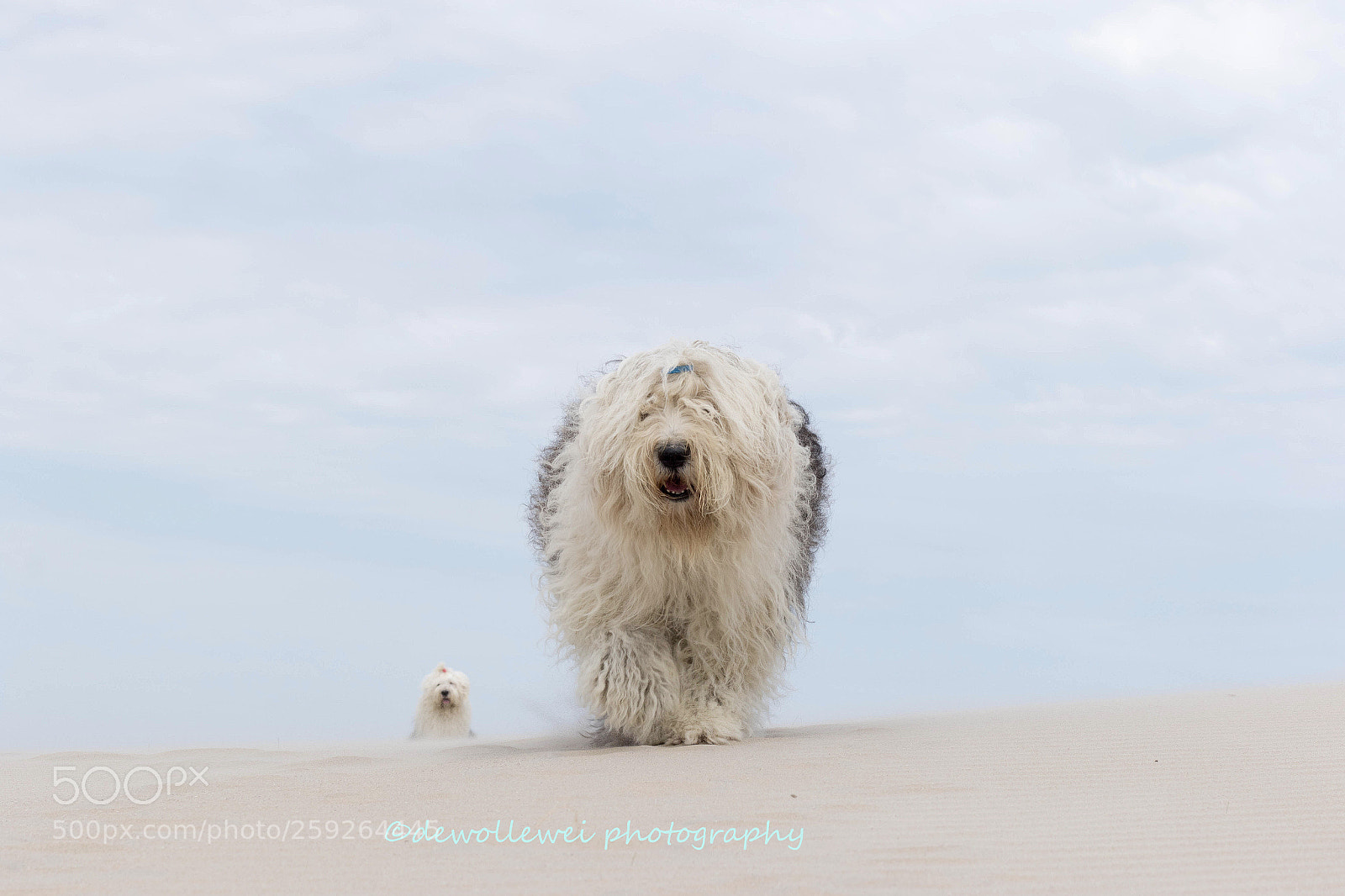 Canon EOS 7D Mark II sample photo. Beach walk photography