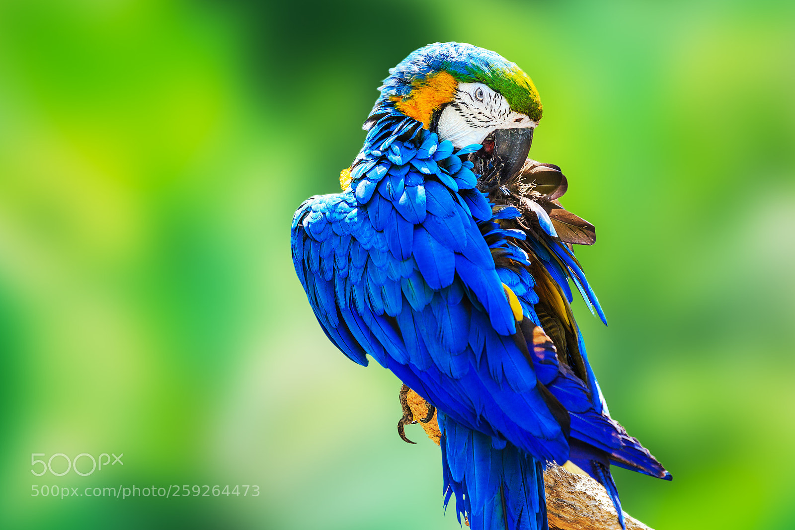 Canon EOS 6D sample photo. Colorful parrot photography
