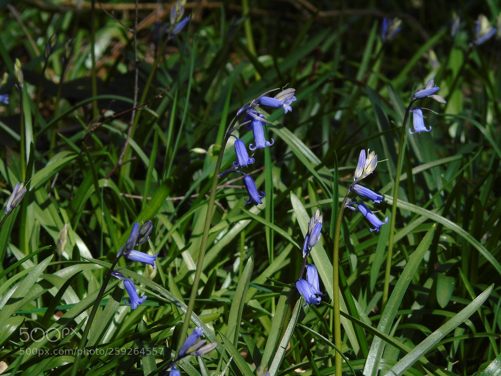 Sony Cyber-shot DSC-H400 sample photo. Bluebells, the first batch photography