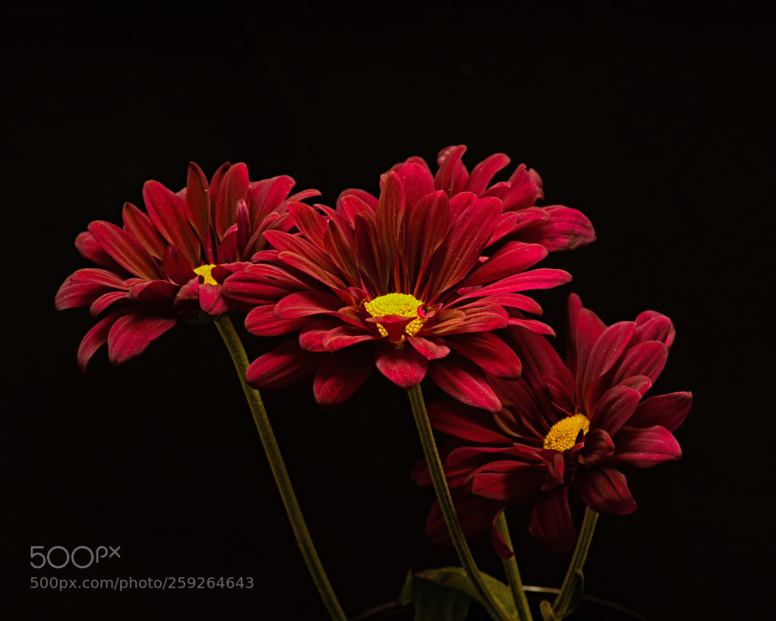 Nikon D810 sample photo. Red mum group 0801 photography