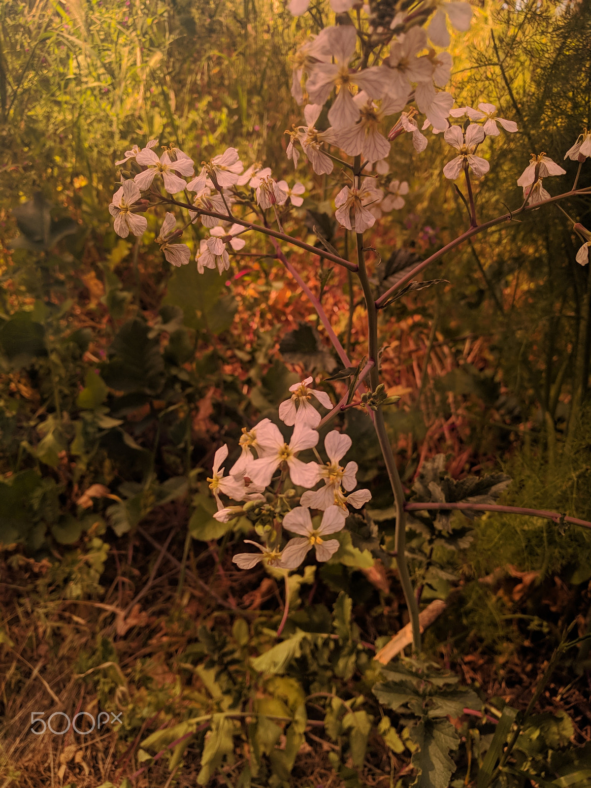 Google Nexus 6P sample photo. Cali, baby photography