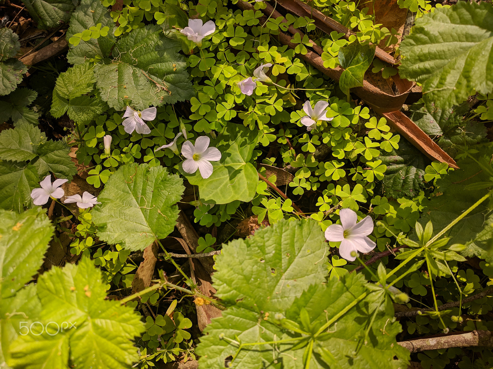 Google Nexus 6P sample photo. Cali, baby photography