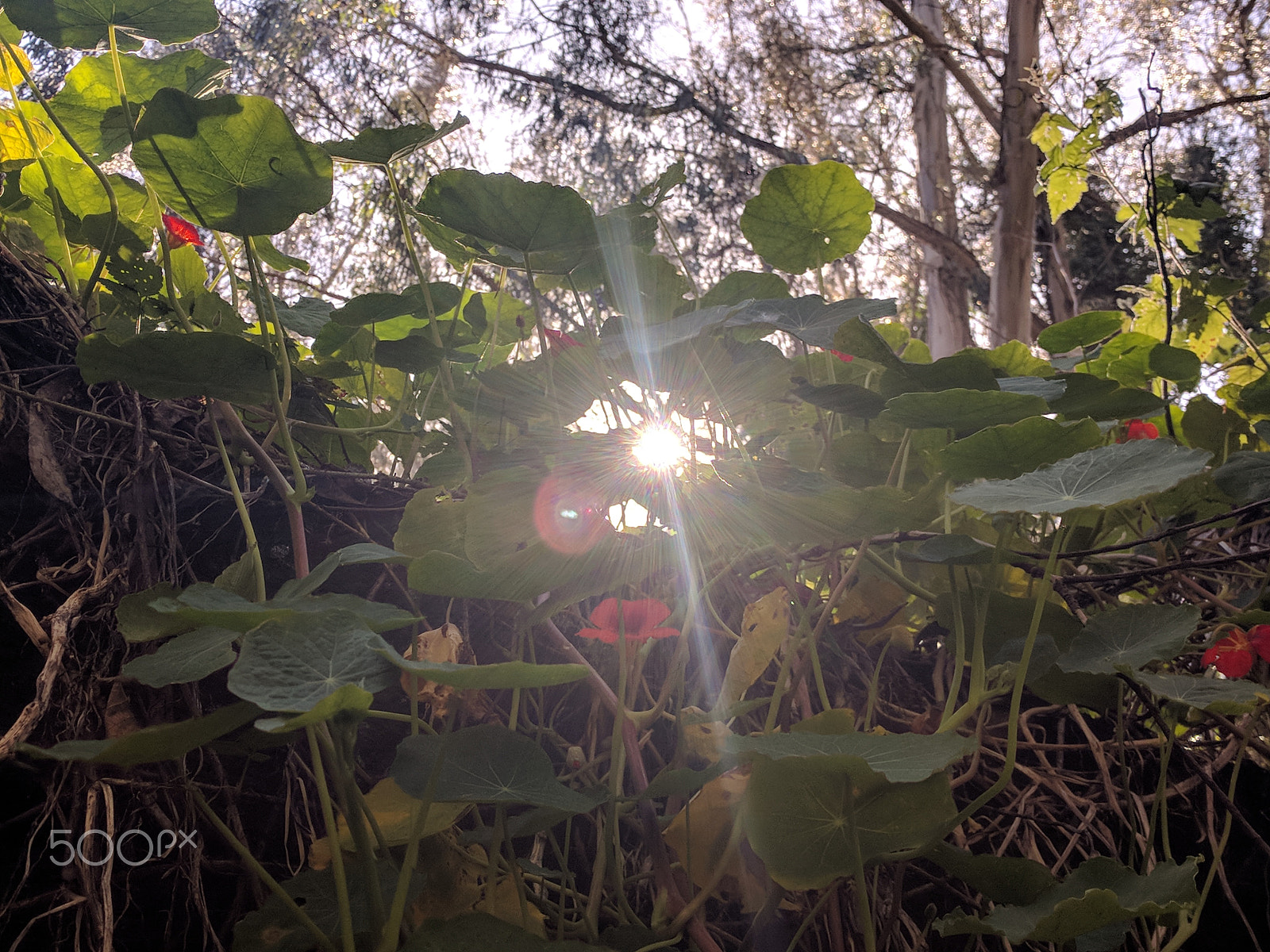 Google Nexus 6P sample photo. Cali, baby photography