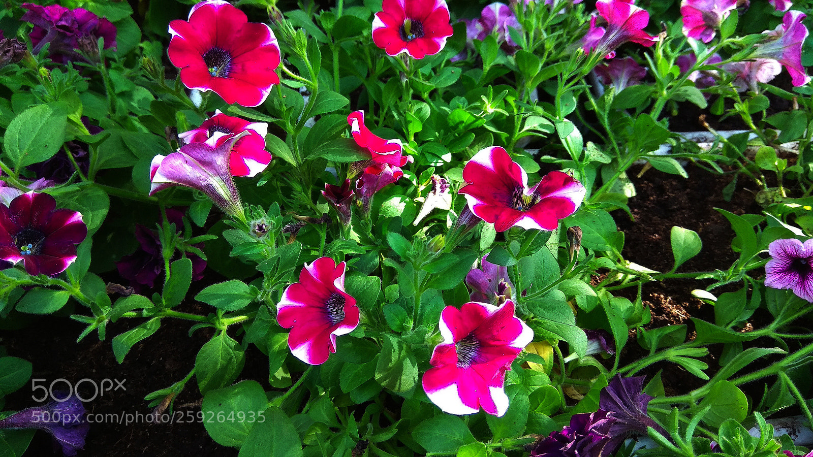 Xiaomi Redmi Note 4 sample photo. Untitled photography