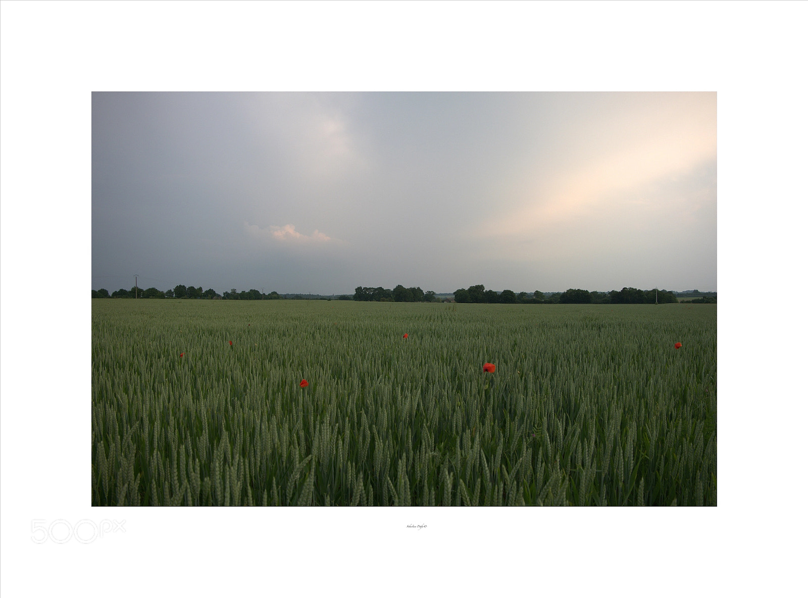 Fujifilm X-M1 sample photo. Poppy in wheat field photography