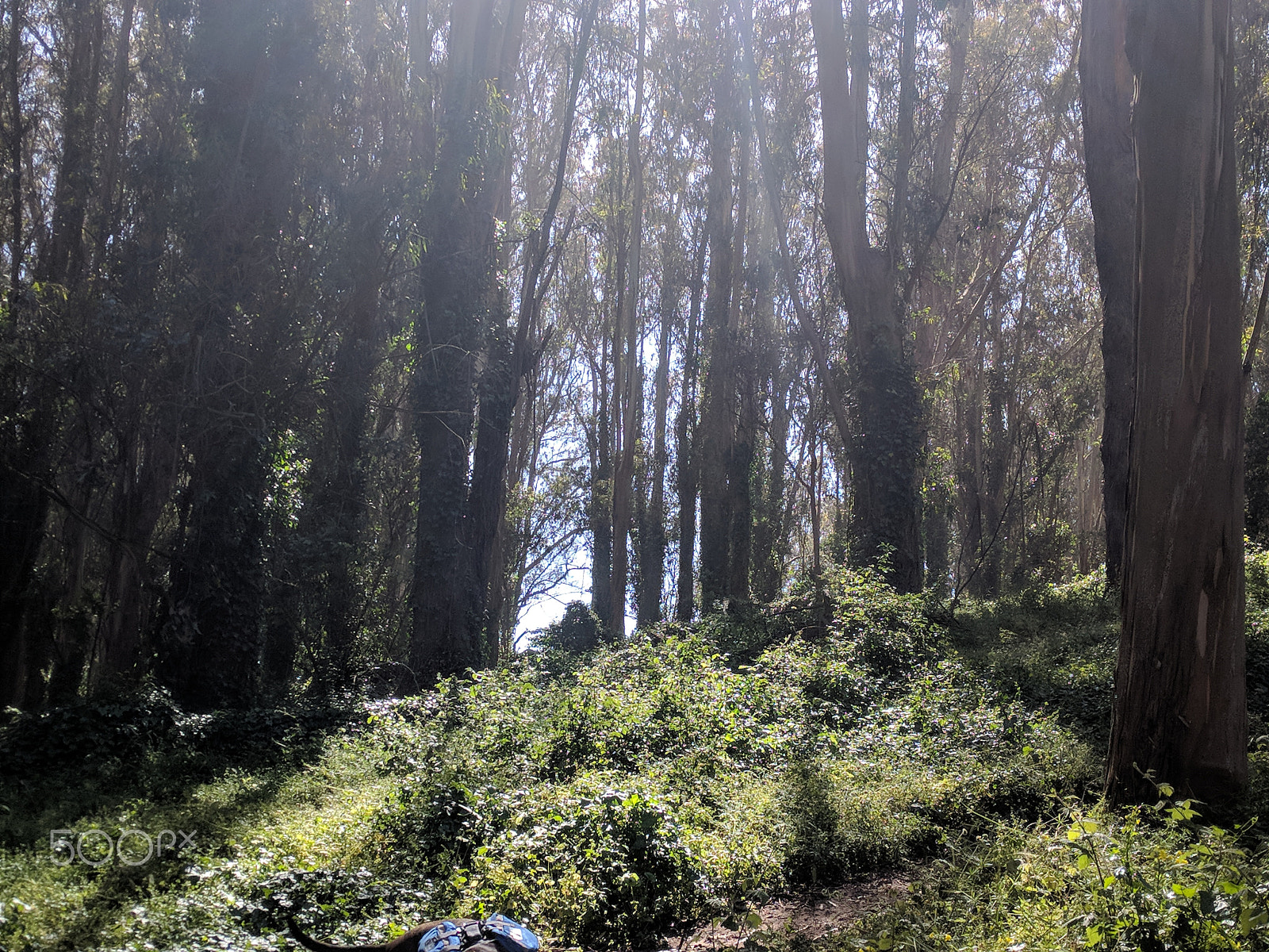 Google Nexus 6P sample photo. Cali, baby photography