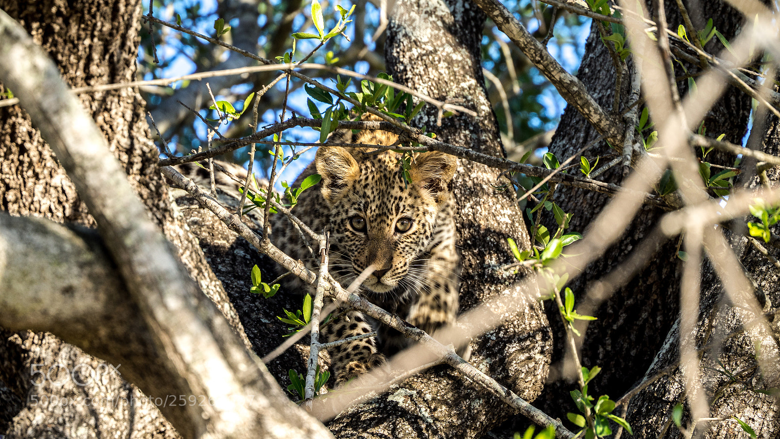 Olympus OM-D E-M10 II sample photo. Leopard cub photography
