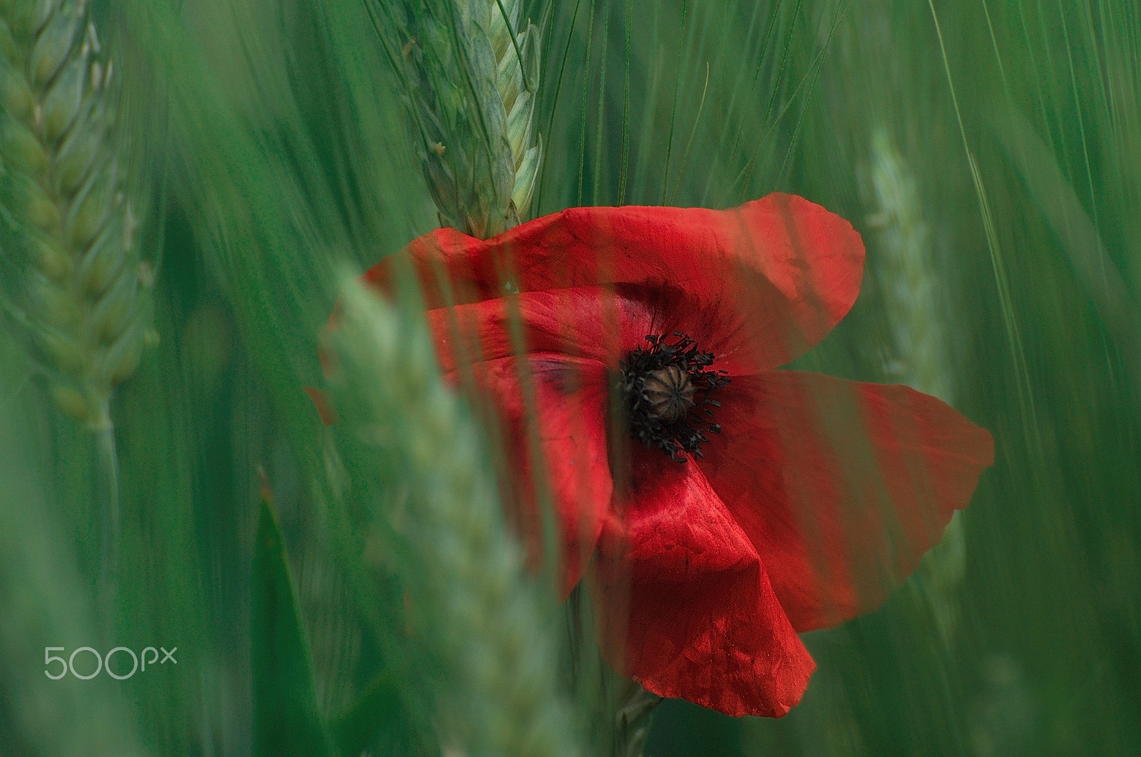 Nikon D90 sample photo. The shy poppy photography