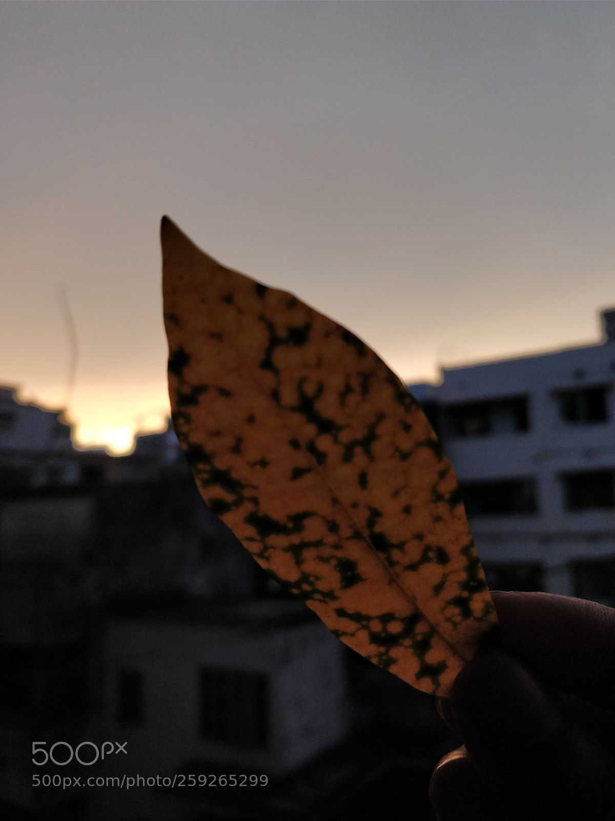 OnePlus 5 sample photo. Untitled photography