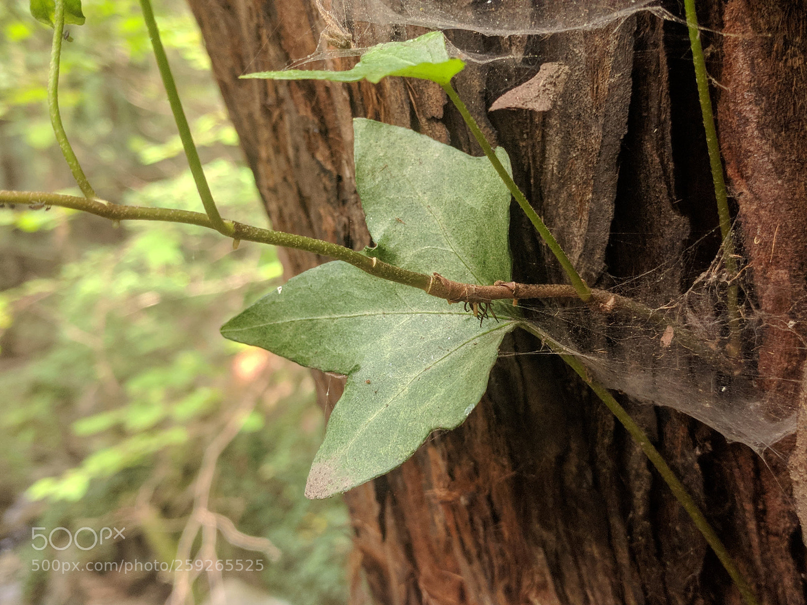 Google Nexus 6P sample photo. Cali, baby photography