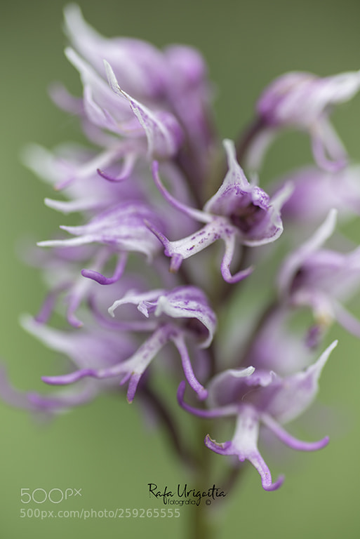 Nikon D610 sample photo. Orquis del simi photography