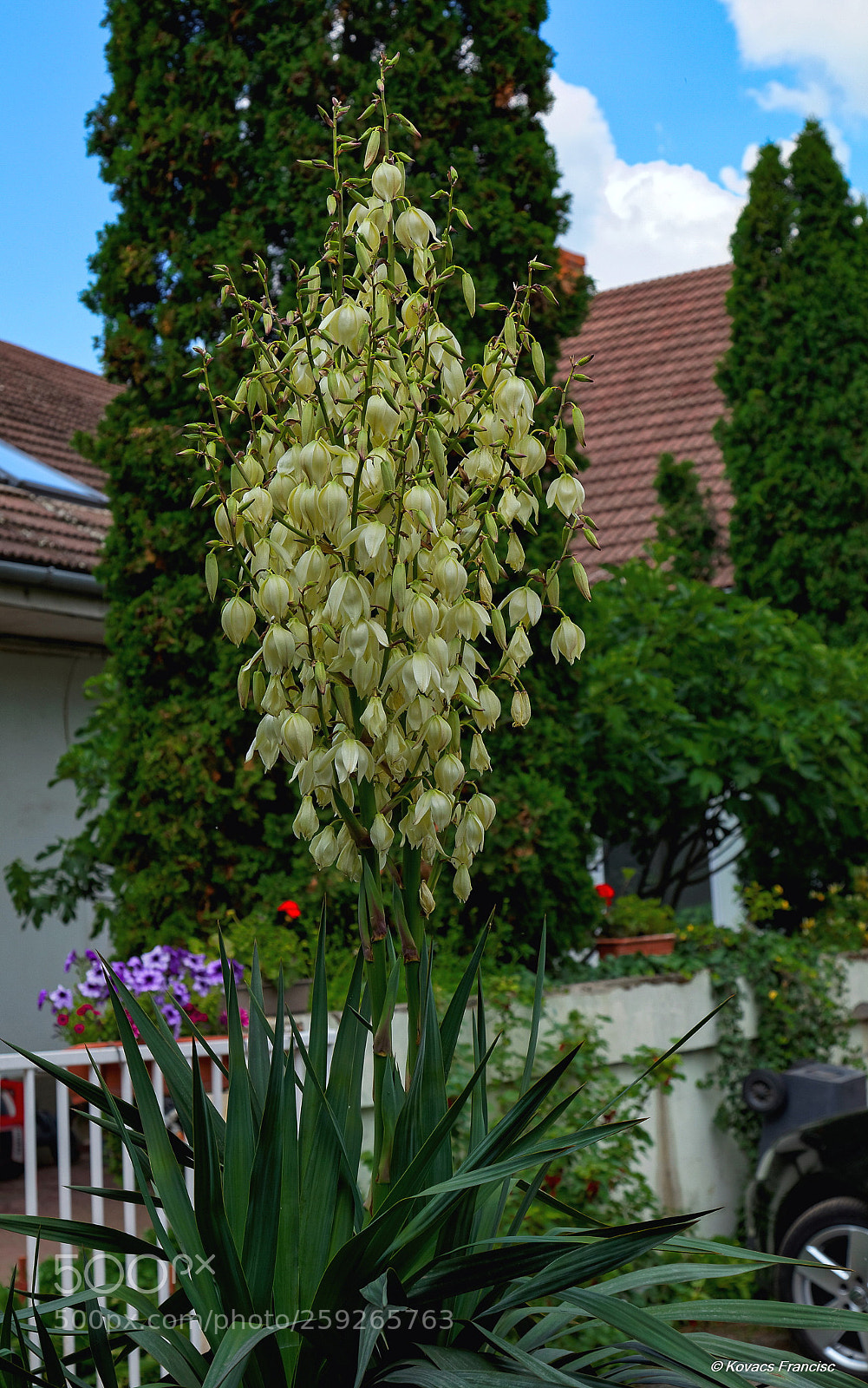 Canon EOS 5D Mark II sample photo. Yucca blooms for sensitive photography