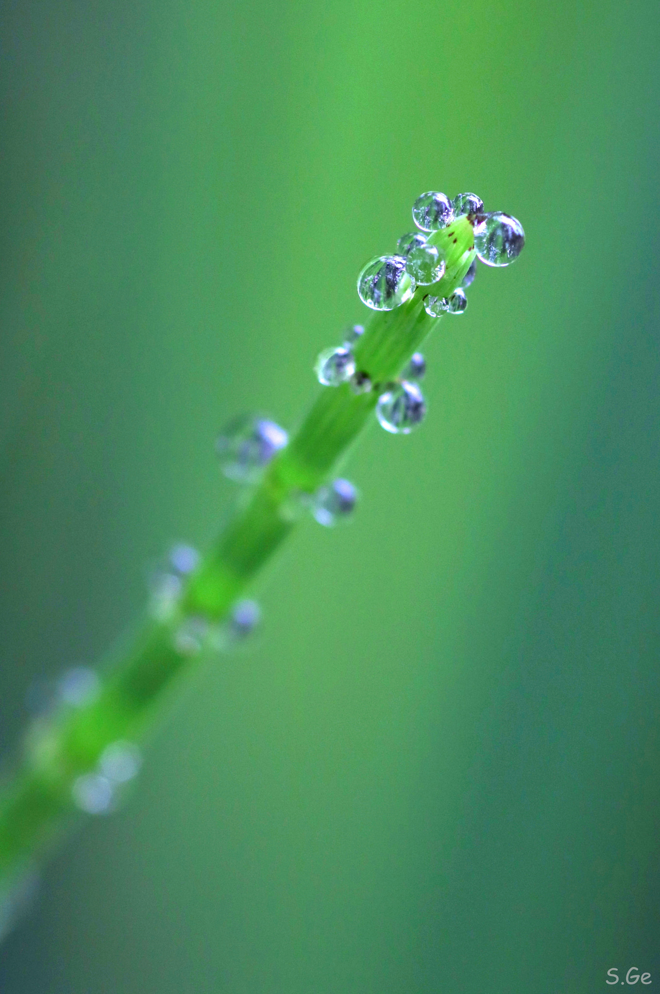 Sigma 105mm F2.8 EX DG Macro sample photo. La nature au petit matin... photography