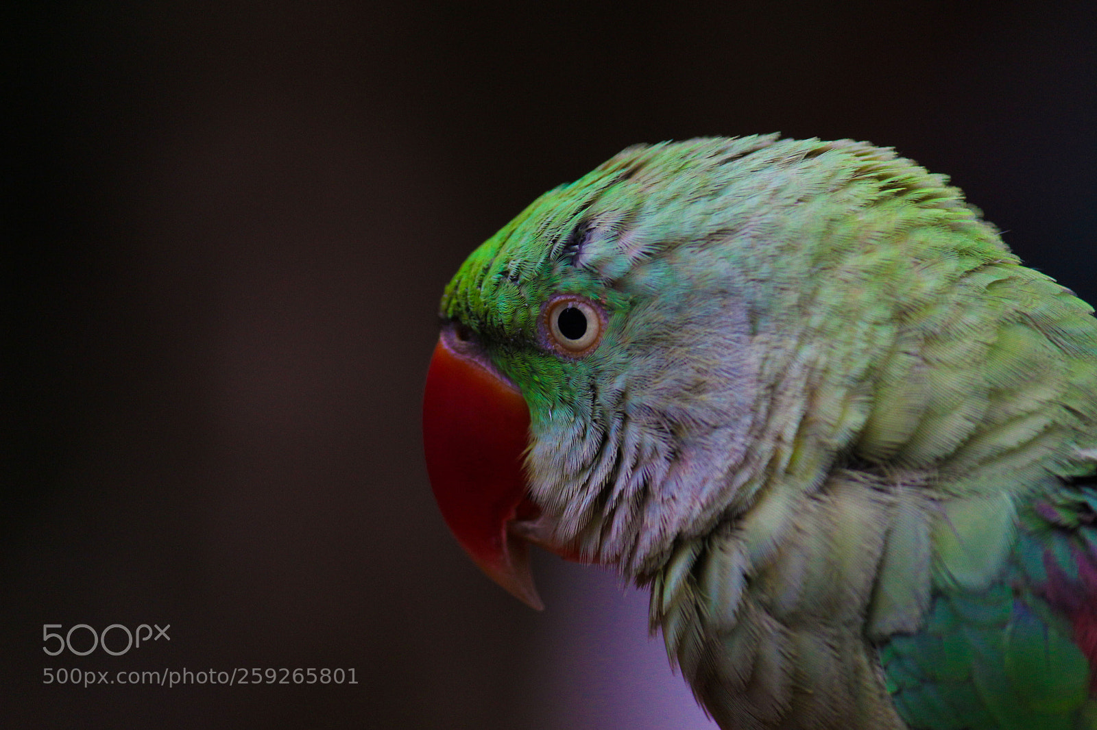 Canon EOS 700D (EOS Rebel T5i / EOS Kiss X7i) sample photo. Parrot photography