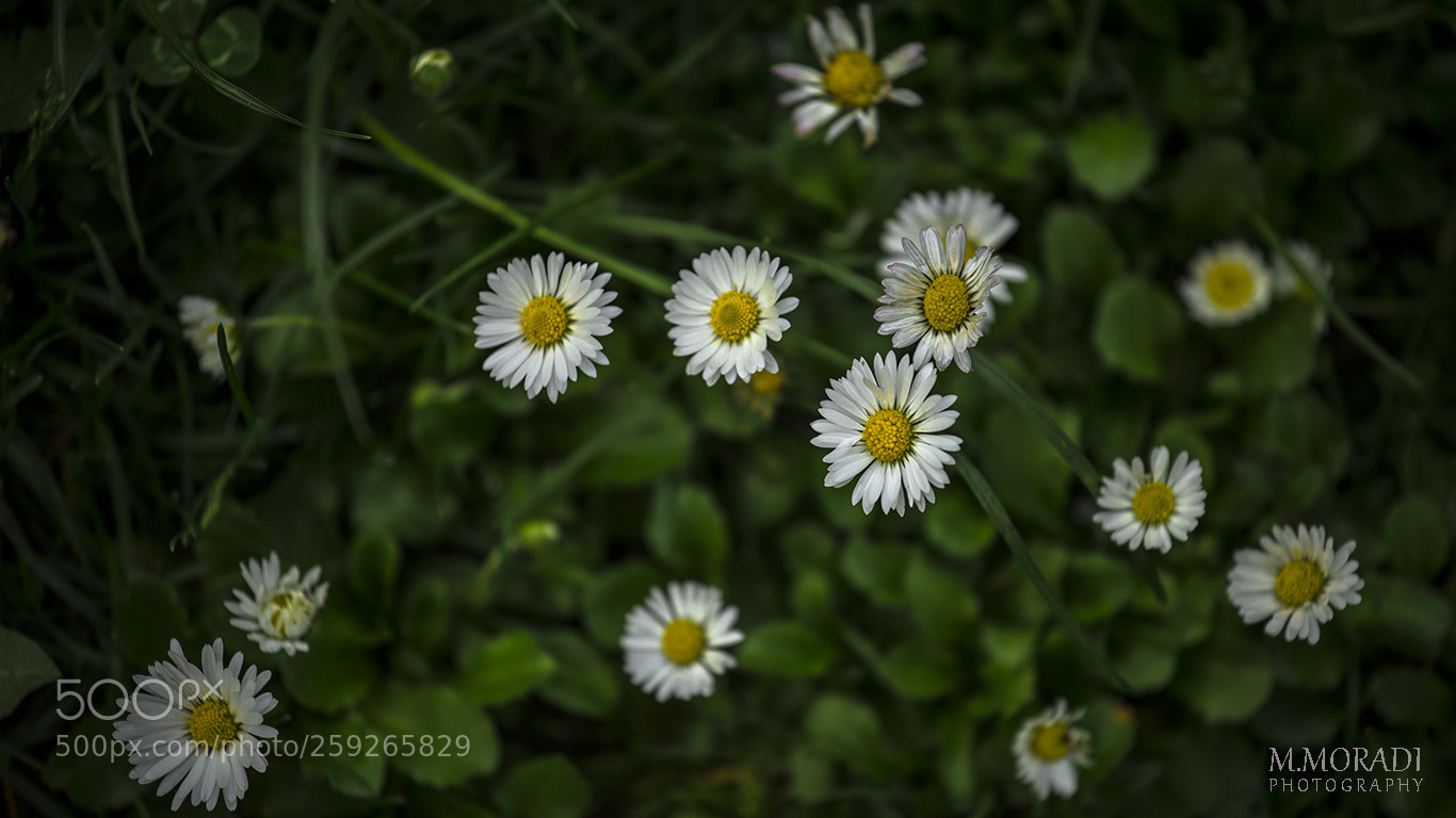 Canon EOS 6D sample photo. Untitled photography