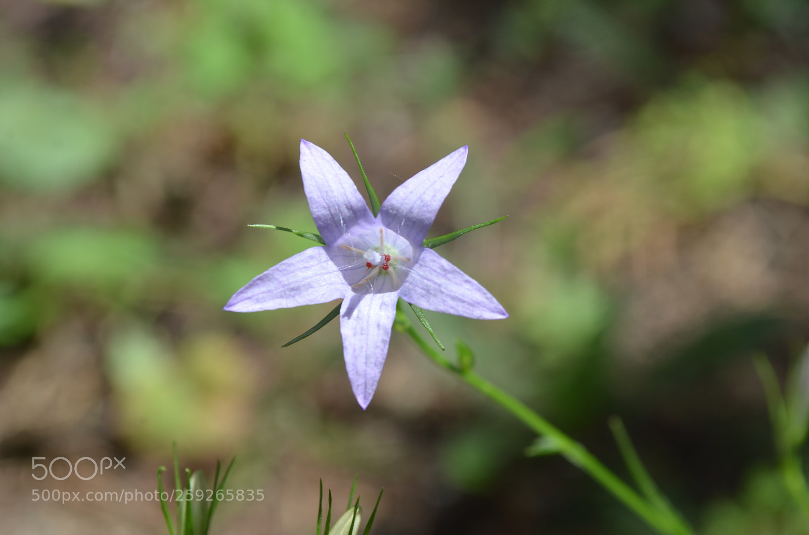 Nikon D5100 sample photo. Sunlit star photography