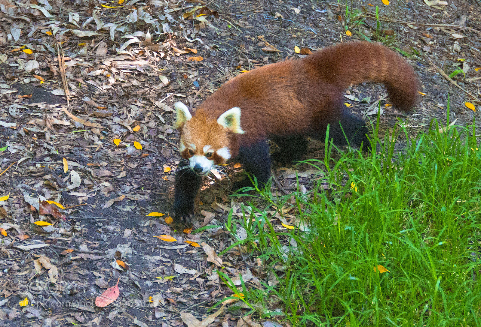 Nikon D3100 sample photo. Red panda photography