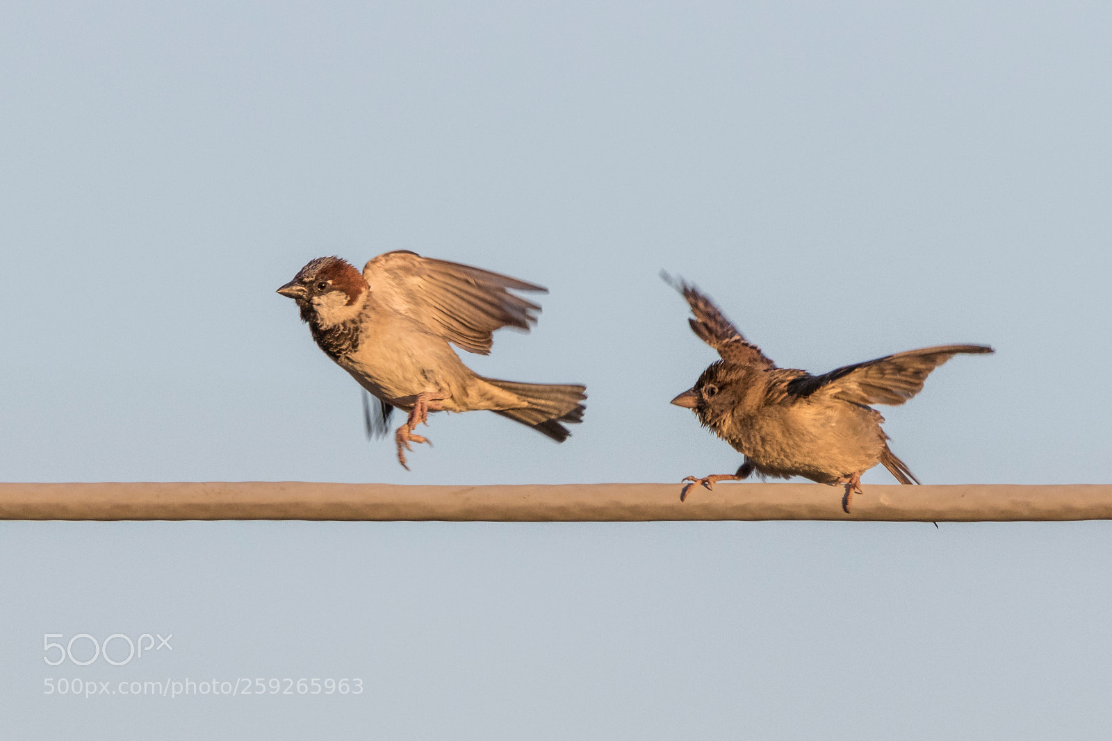 Canon EOS 7D Mark II sample photo. The fight for the photography