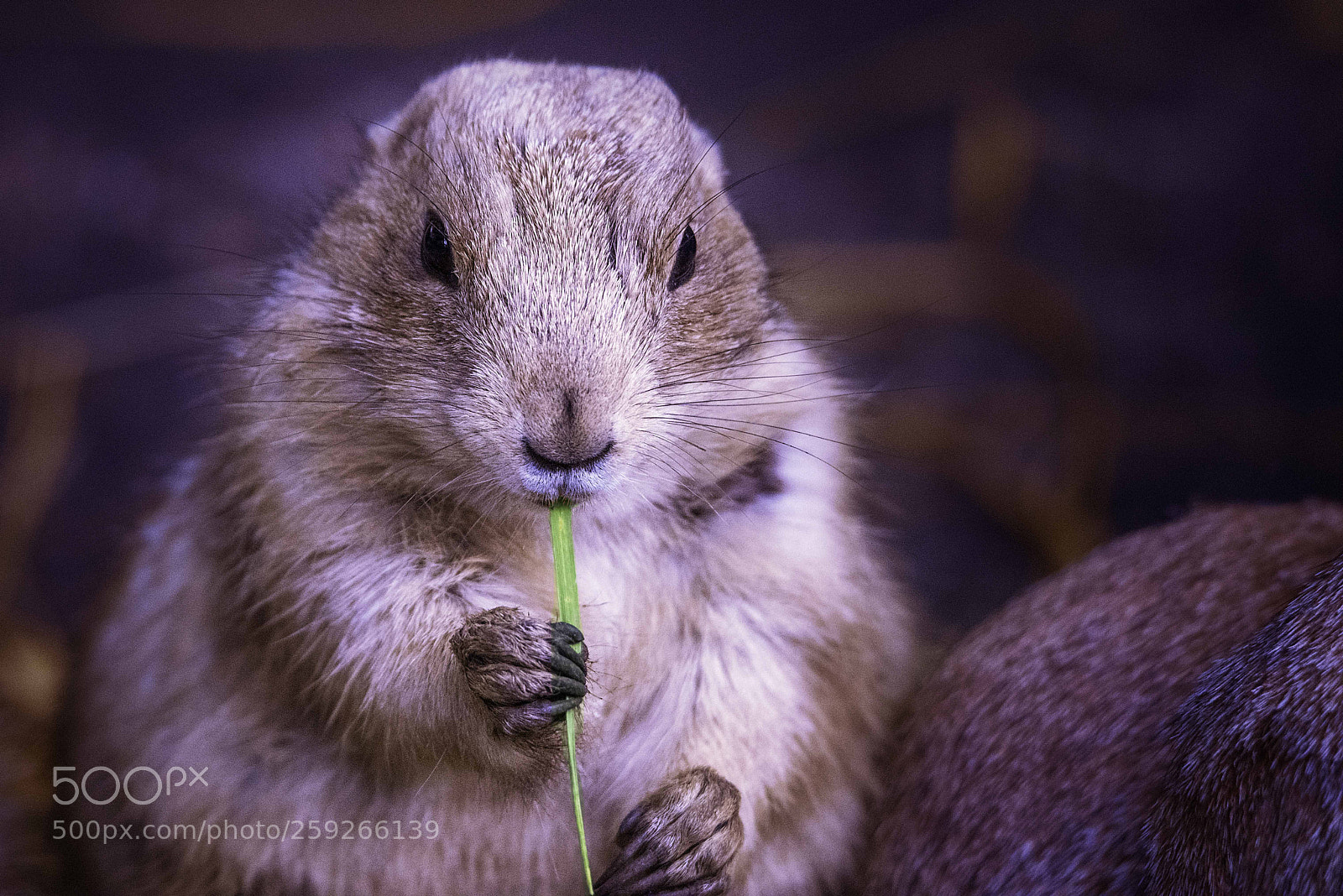 Nikon D810 sample photo. Black-tailed prairie dog photography